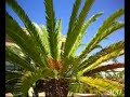 The Huntington: Library, Art Collections, & Botanical Garden