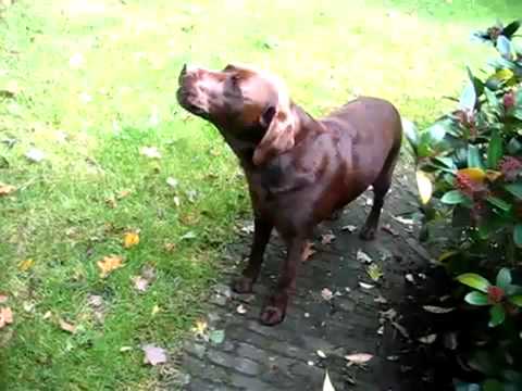 funny dog imitates air-alarm