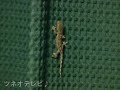 ヤモリvsネコ