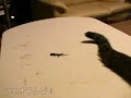 ヤモリvsネコ
