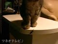 ヤモリvsネコ