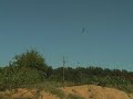 Dove hunting using the easytree tips