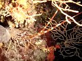 Kroatien - Languste