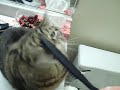 100_1710.mov