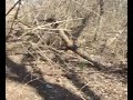 Awbury Park: Dead Pit Bull Awbury Park: Dead Pit Bull