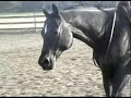BRIDLESS! Mister Zantam AQHA fun!