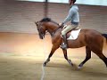 Achmea (v. Mermus R x Nimmerdor)