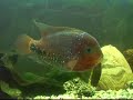 Kimi-Fisch beobachten Kimi-Fisch beobachten