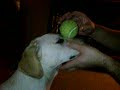Best Dog Trick Ever Best Dog Trick Ever