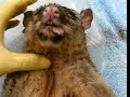 Dead Possum with feeding tube down thrown into stomach getting its last feed