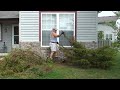 FirehouseMike Yard Work Shrub Removal 3