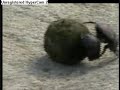 Djuma AM Dung Beetles 17-Oct-07 Djuma AM Dung Beetles 17-Oct-07