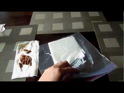 how to grow pygmy date palm from seed