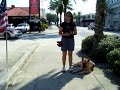 Dogtra E-collar/Pager Collar Training off leash German Shepherd Dogtra E-collar/Pager Collar Training off leash German Shepherd
