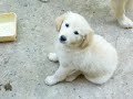 Chiens en Cor�e,Cruaut� Animaux Animal