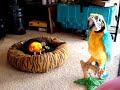 Parrot Talk
