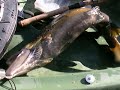 Trota Fario 3,5 kg