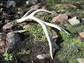 Tines up shed antler hunting huge elk sheds