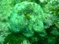 Octopus hunting