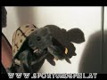 Folkmanis Landschildkröte Handpuppe