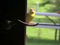 random-bird.html