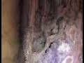 Termite Damage Termite Damage