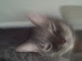 Daft Punk Kitten