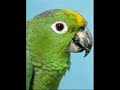 Amazona farinosa - Papagaio Moleiro