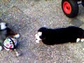 Bor and syrah playing Bor and syrah playing