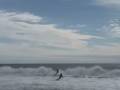 beachdog 3