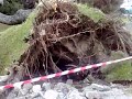 Pino secolare abbattuto a Reggio Calabria Pino secolare abbattuto a Reggio Calabria