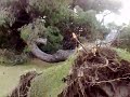 Pino secolare abbattuto a Reggio Calabria
