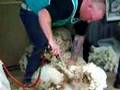 Sheep Shearing at Canberra Floriade 2007