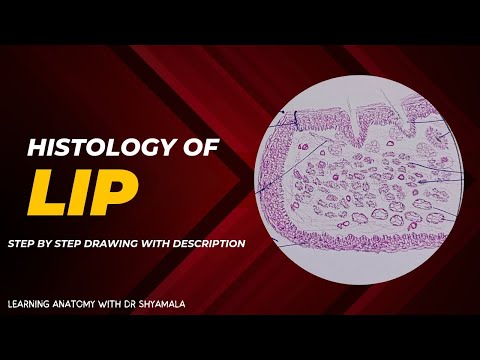 Histology of Lip. step by step drawing with description