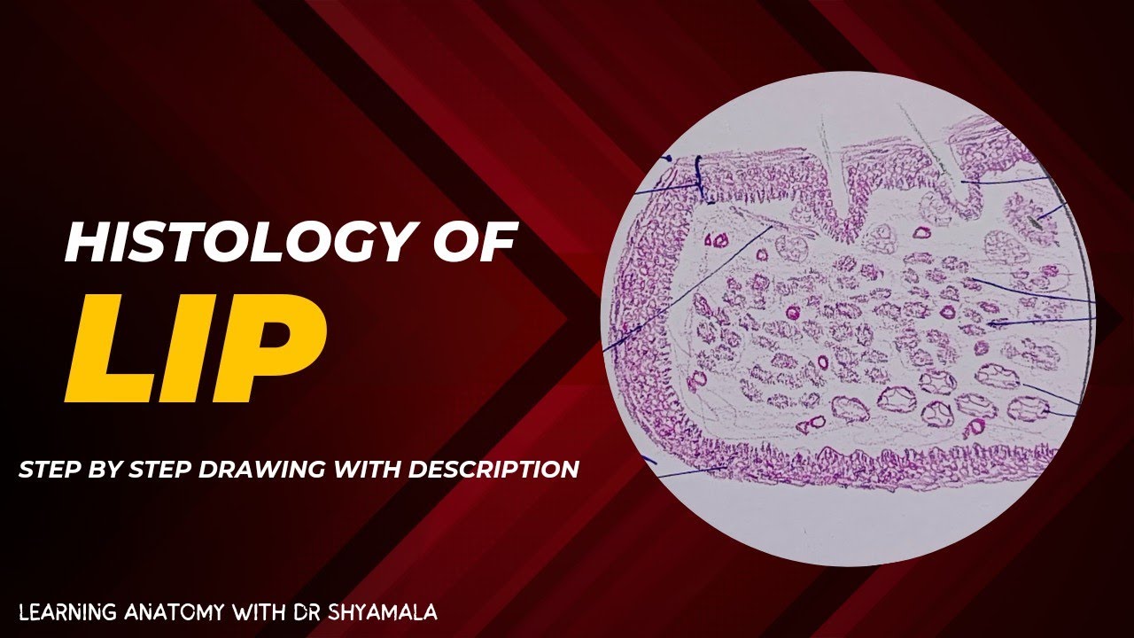 Histology of Lip. step by step drawing with description
