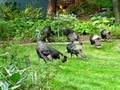 Wild Turkeys