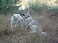 Anuk y Nara, mi perro lobo y su samoyeda