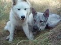 Anuk y Nara, mi perro lobo y su samoyeda