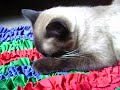 Raimundo o gatinho mamador!!!