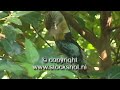 blauwvleugelkookaburra - blue-winged kookaburra - dacelo lea