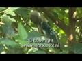 blauwvleugelkookaburra - blue-winged kookaburra - dacelo lea