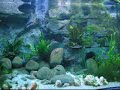 C.leptosoma cichlids