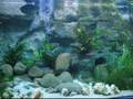 C.leptosoma cichlids