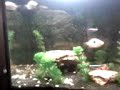 Nova configuração com peixes ornamentais de pequeno porte... 