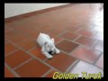 Filhotes Crystal e Magoo (Cão N#1 Ranking Schnauzer Branco)