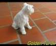 Filhotes Crystal e Magoo (Cão N#1 Ranking Schnauzer Branco)