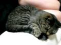 しゃべるラジャ