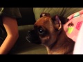 Dog whines while watching lion king