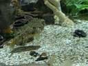 striped burrfish at mote marine striped burrfish at mote marine