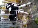 Baby calf moos, too!!!